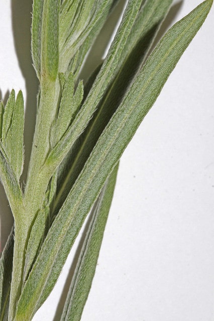 Lithospermum incisum