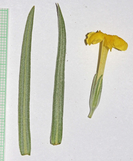 Lithospermum incisum