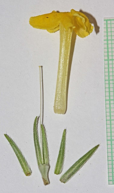 Lithospermum incisum