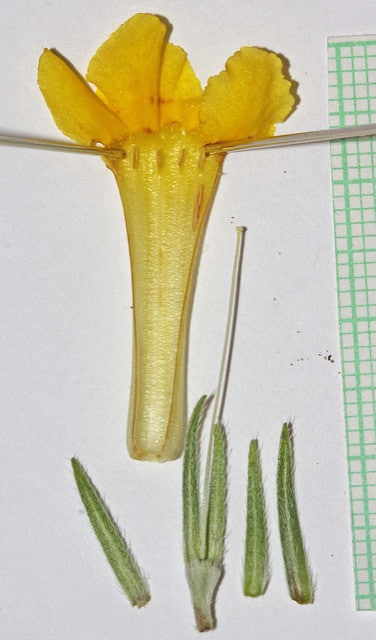 Lithospermum incisum