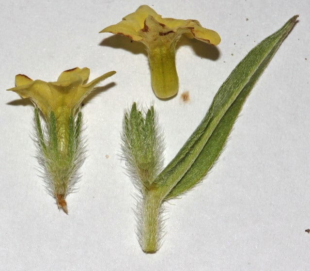 Lithospermum ruderale (Lithospermum ruderale)