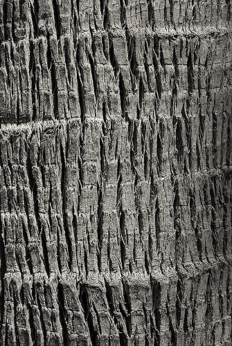 Palmier éventail