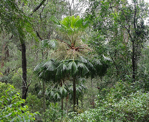 Palmier éventail