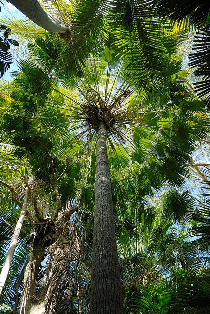 Palmier éventail