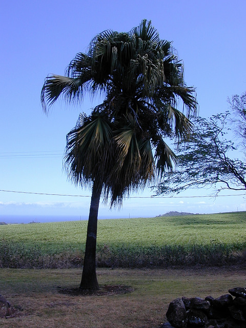 Palmier fontaine