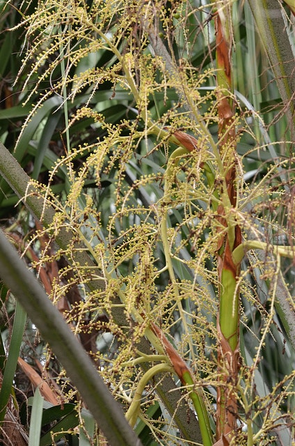 Livistona decipiens