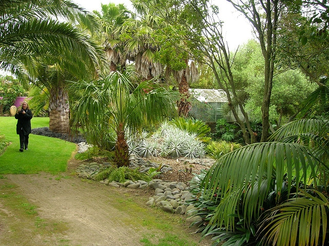 Livistona decipiens (Livistona decora)