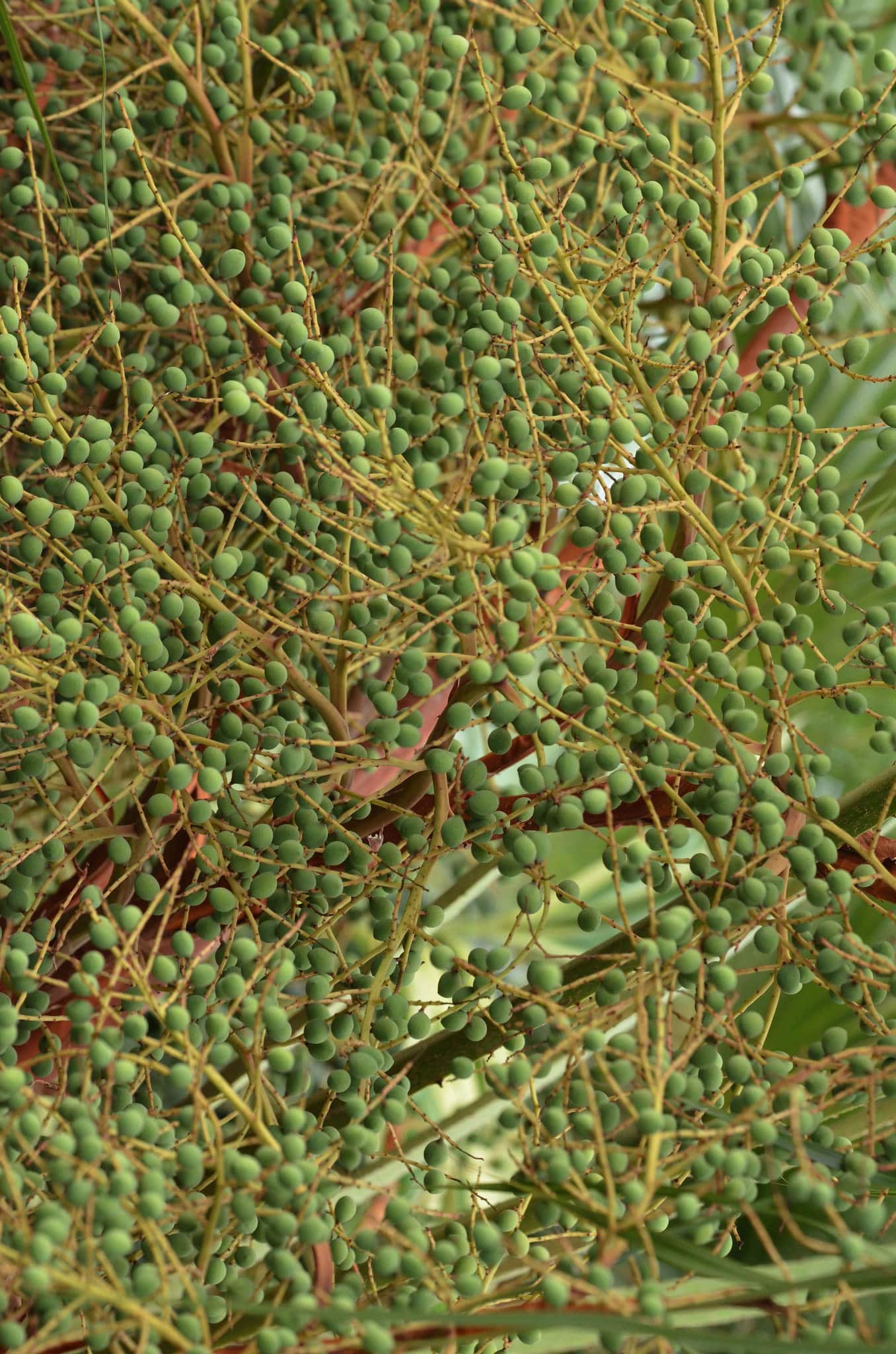 Livistona muelleri