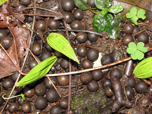 Livistona rotundifolia