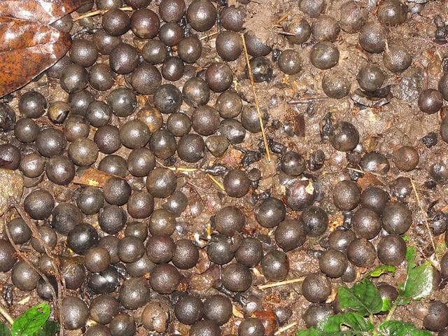 Livistona rotundifolia