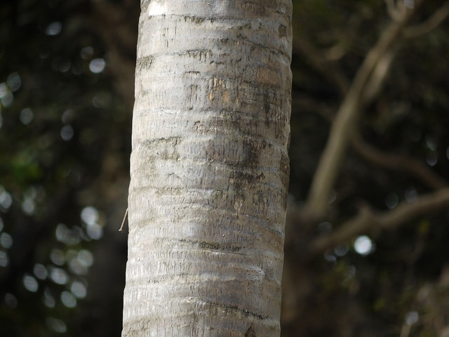 Livistona rotundifolia