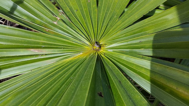 Livistona saribus (Livistona saribus)