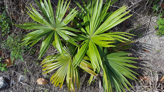 Livistona saribus