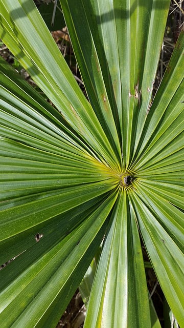 Livistona saribus