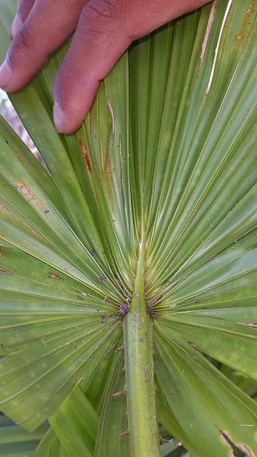 Livistona saribus