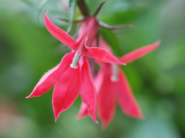 Lobélie cardinale (Lobelia cardinalis)