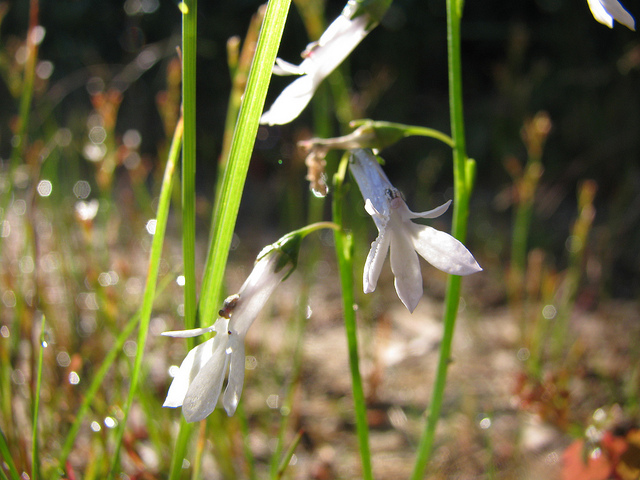 Cardinale de dortmann (Lobelia dortmanna)