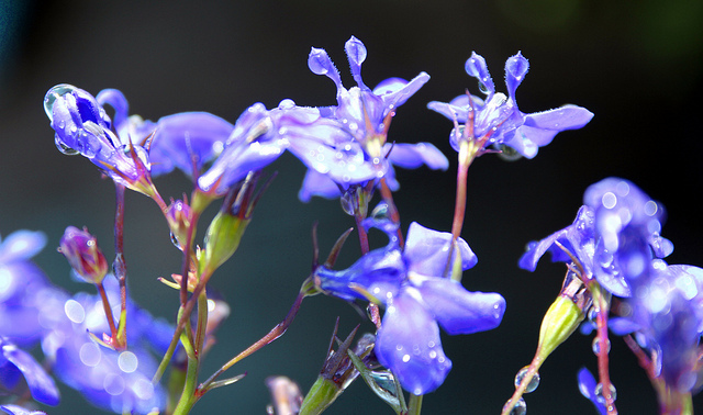 Lobélie érine (Lobelia erinus)