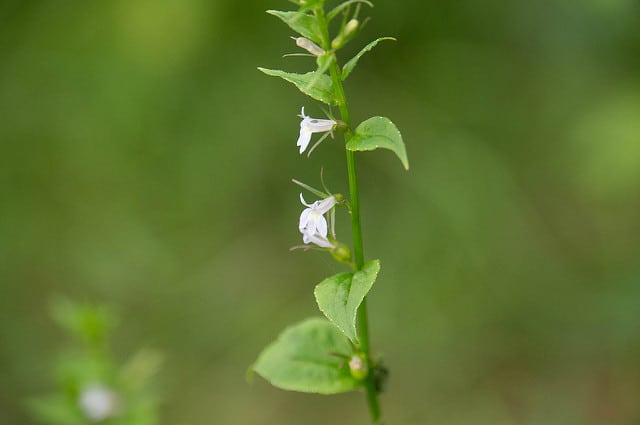Tabac indien (Lobelia inflata)