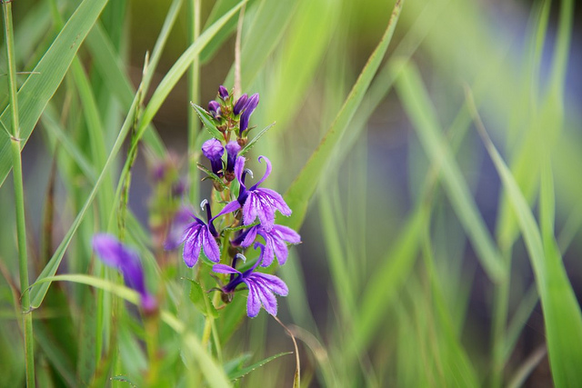 Lobélie (Lobelia sessilifolia)