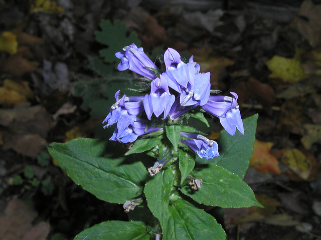 Lobélie siphilitique (Lobelia siphilitica)