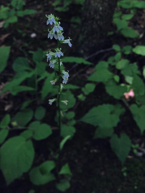 Lobelia spicata (Lobelia spicata)