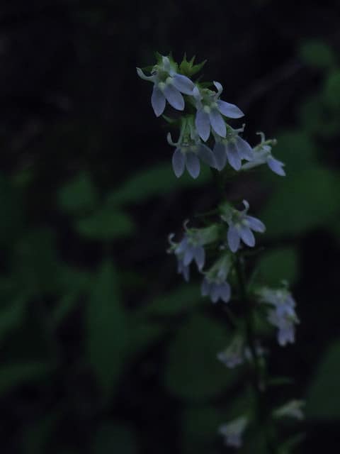 Lobelia spicata