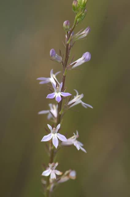 Lobelia spicata