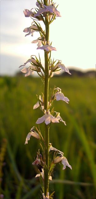 Lobelia spicata
