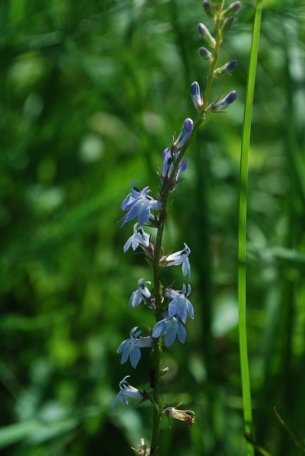 Lobelia spicata