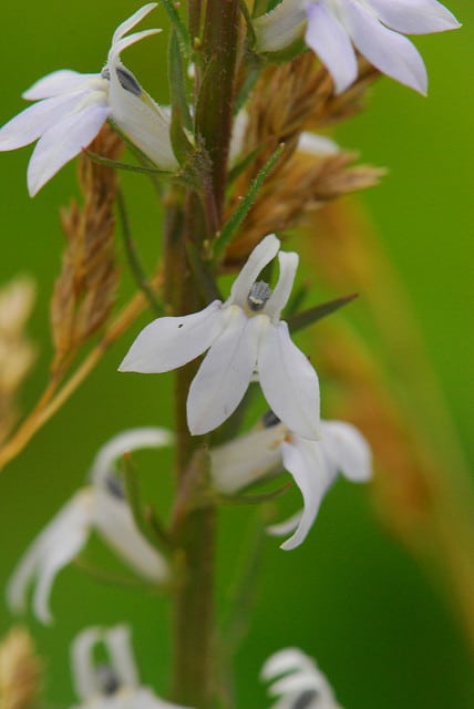 Lobelia spicata