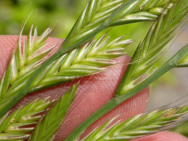 Lolium multiflorum