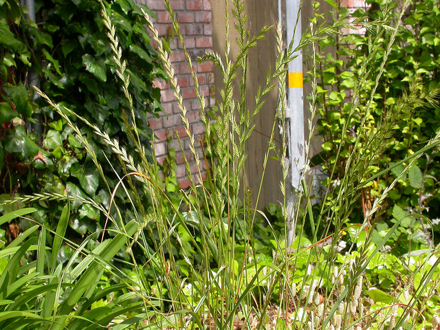 Lolium multiflorum