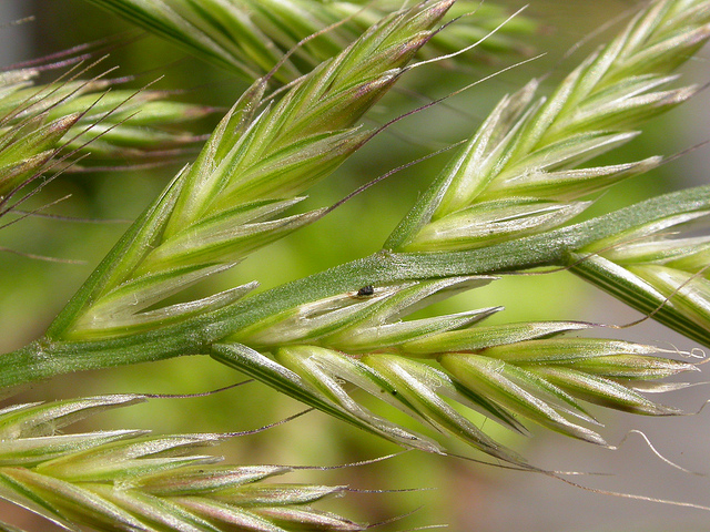 Lolium multiflorum