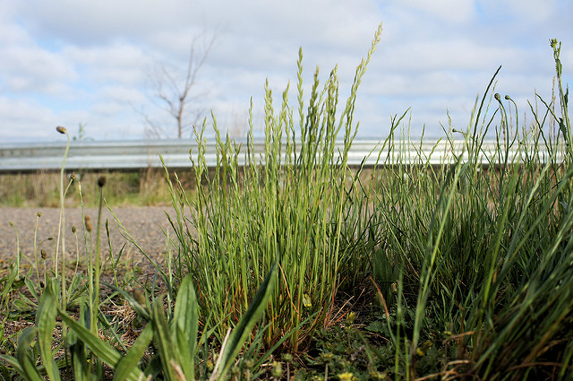 Lolium multiflorum (Lolium multiflorum)