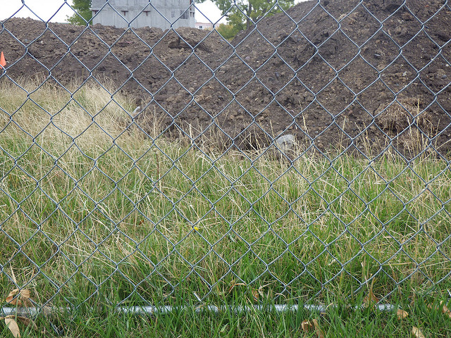 Ray-grass anglais (Lolium perenne)