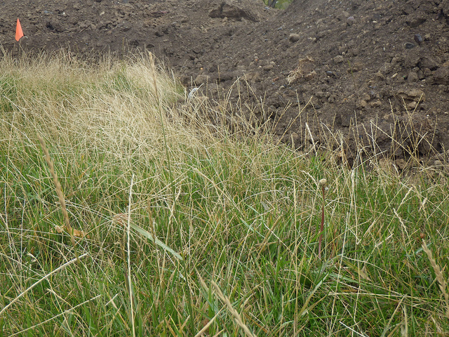 Ray-grass anglais
