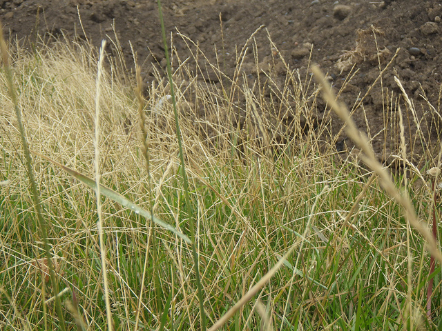 Ray-grass anglais
