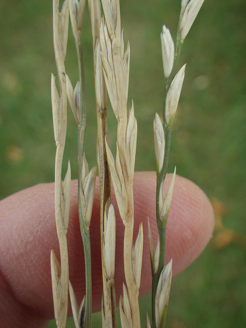 Ray-grass anglais
