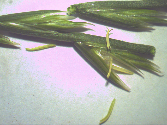 Ivraie raide (Lolium rigidum)