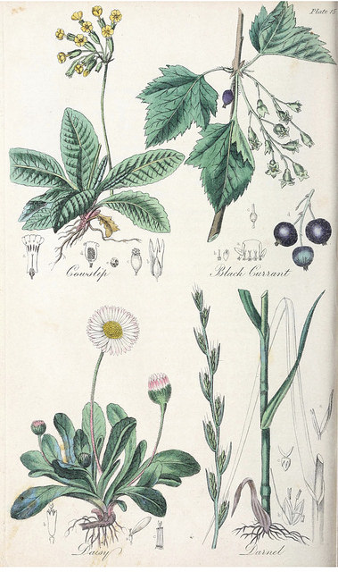 Ivraie enivrante (Lolium temulentum)