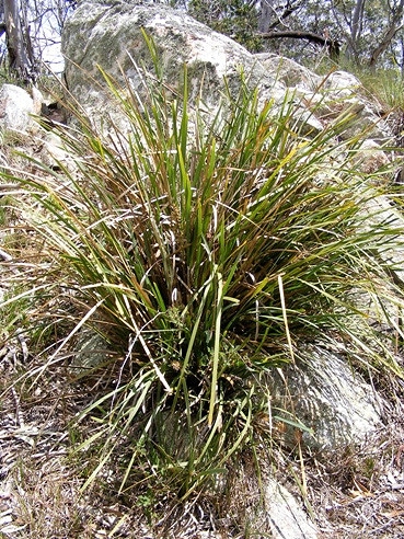 Lomandra longifolia