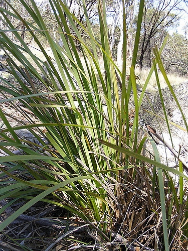 Lomandra longifolia