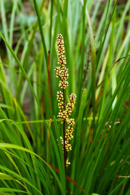 Lomandra longifolia