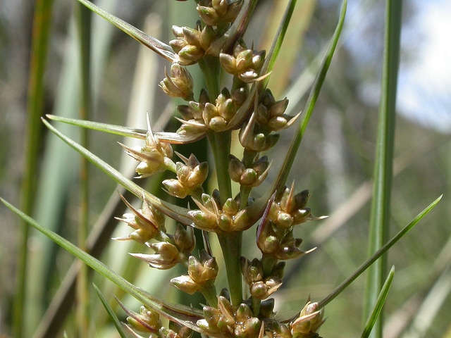 Lomandra longifolia