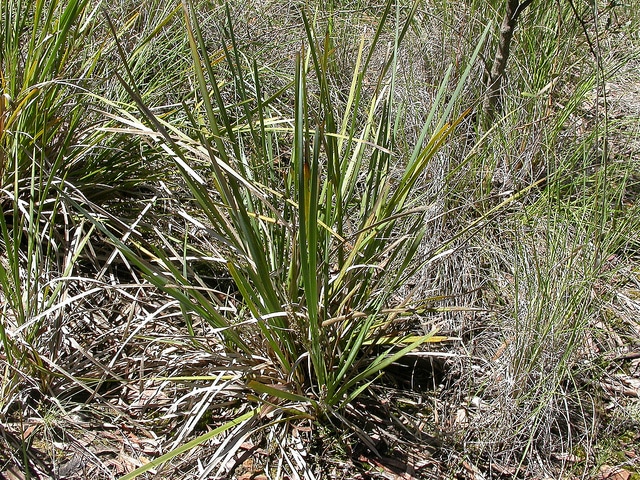 Lomandra longifolia