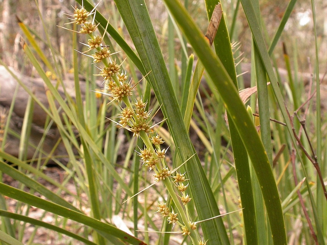 Lomandra longifolia (Lomandra longifolia)