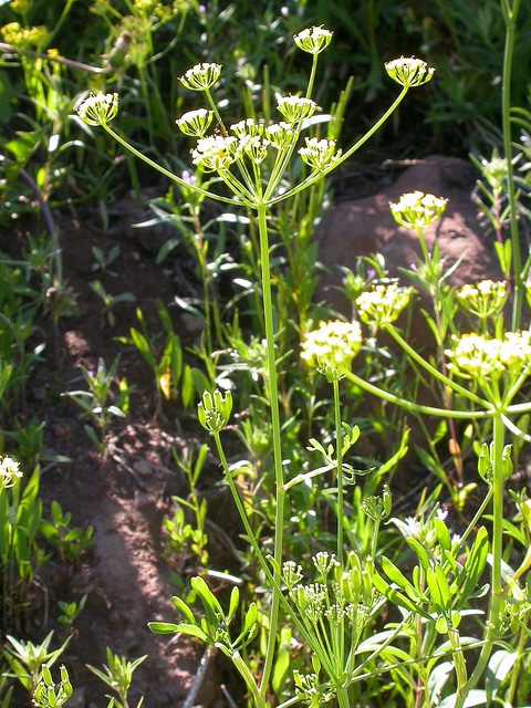 Lomatium ambiguum