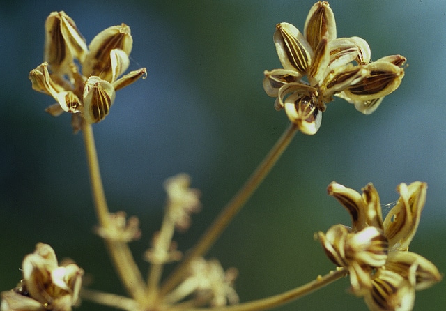 Lomatium ambiguum
