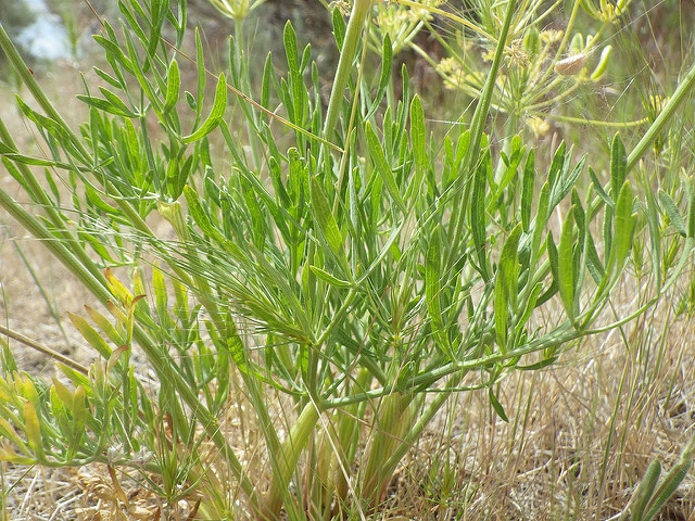Lomatium ambiguum (Lomatium ambiguum)